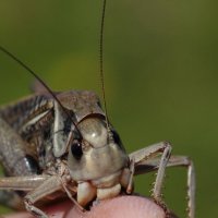 Кузнечик серый (Decticus verrucivorus (Linnaeus, 1758)) - самка :: Павел Морозов