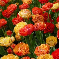 Тюльпаны :: Лидия Бусурина