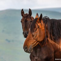 Кони приэльбрусья :: Александр Богатырёв