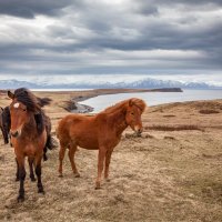 Исландские лошадки :: LoveSkyES (Лавская Елена)