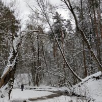 в зимнем лесу :: Валентина. .