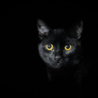 Черная кошка в черной комнате :: Lyudmyla Pokryshen