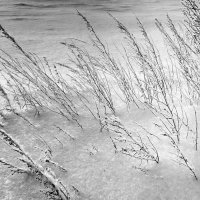 Полынь,трава жизни.Февраль и снега. :: Андрей Хлопонин