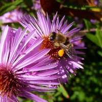 Богатая осенняя добыча пчелы!... :: Лидия Бараблина
