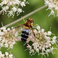 Сирф сероголубой (Ischyrosyrphus glaucius (Linnaeus, 1758)) :: Павел Морозов