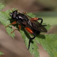 Журчалка (Chalcosyrphus femoratus (Linnaeus, 1758, 1758)) :: Павел Морозов