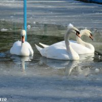 На птичьей площадке в городском парке :: Нина Бутко