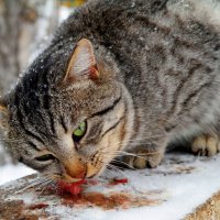 Не всё коту будет Масленица! :-) :: Андрей Заломленков