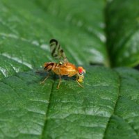 Муха - пестрокрылка (Tephritidae) :: Павел Морозов