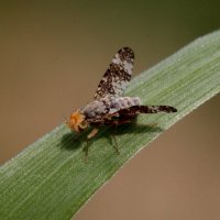 Муха-пестрокрылка (Tephritidae) :: Павел Морозов