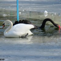 На птичьей площадке в городском парке :: Нина Бутко