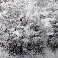 Снег в конце зимы :: BoxerMak Mak