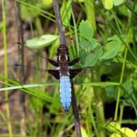 Стрекоза плоская (Libellula depressa (Linnaeus, 1758)) - самец :: Павел Морозов