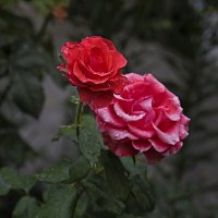 Розы после дождя :: Валентин Семчишин