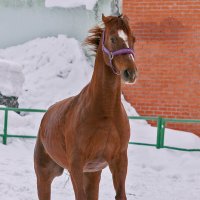 *** :: Владимир Габов