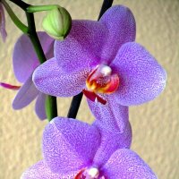 Возбуждающая орхидея :: Сергей Карачин
