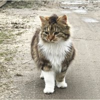 Встречный котик. :: Валерия Комова