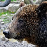 В реабилитационном центре бурых медведей, располженном в районе озера Синевир, Карпаты :: Татьяна Ларионова