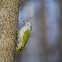 Дятел седой, или седоголовый. (Picus canus). :: Валерий Шурмиль