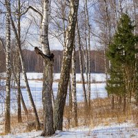 В ожидании весны. :: Инна Щелокова