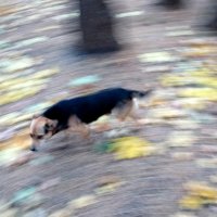 Пёс бегущий по краю осени :: Павел Fotoflash911 Никулочкин