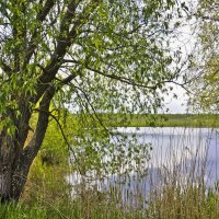 Яркая зелень мая :: Ольга Винницкая (Olenka)