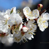 Ушла в работу с головой, а значит будем с урожаем. :: Восковых Анна Васильевна 