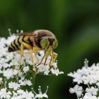 Бембекс носатый (Bembix rostrata (Linnaeus, 1758)) :: Павел Морозов