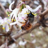 Мартовская пчела :: Нина Сигаева