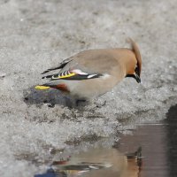 Свиристель :: Светлана Медведева 