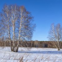 Русские березы :: Алексей Сметкин