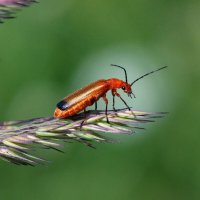 Мягкотелка рыжая (Rhagonycha fulva (Scopoli, 1763)) :: Павел Морозов