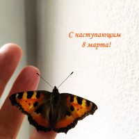 Бабочка к 8 марта! :: Ирина ***