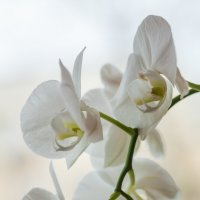 Орхидея :: Роман Алексеев