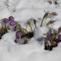Милая, уже весна пришла... Цветы Сары Арки в снегу... :: Андрей Хлопонин