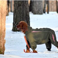 Главное костюмчик.. :: Александр Шимохин