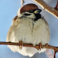 "Одинокий, импозантный мужчина ищет любви, ласки, и чего нибудь пожрать!" :: Восковых Анна Васильевна 