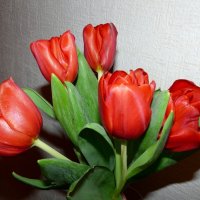 Алые тюльпаны :: Наталья Цыганова 