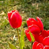 Первые тюльпаны :: Светлана 