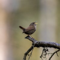 Крапивник. :: Валерий Шурмиль