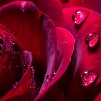 Красная роза :: TATYANA PODYMA