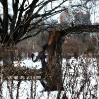 Середина февраля в Аптекарском огороде. :: Татьяна Помогалова