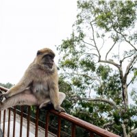 Гибралтарские обезьянки :: Александр Липовецкий