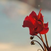 Цветок цикламена. :: сергей 