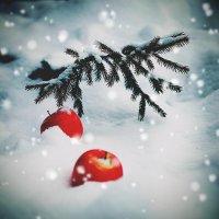 Яблочки на снегу :: Евгения Невидимова (Чумак)