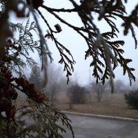 Туманное утро! :: Любовь Космачева