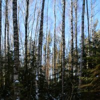 Два яруса леса. :: ВикТор Быстров