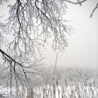 Туман :: AleksSPb Лесниченко