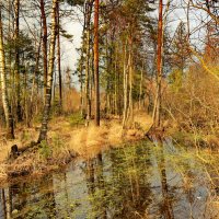 весна :: Светлана 