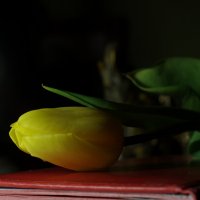 История с желтым тюльпаном 2 :: Ольга Винницкая (Olenka)
